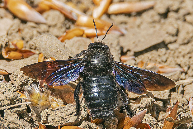 drevár fialový Xylocopa violacea