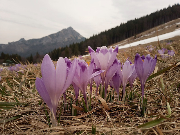 šafran karpatský Crocus heuffelianus Herb.