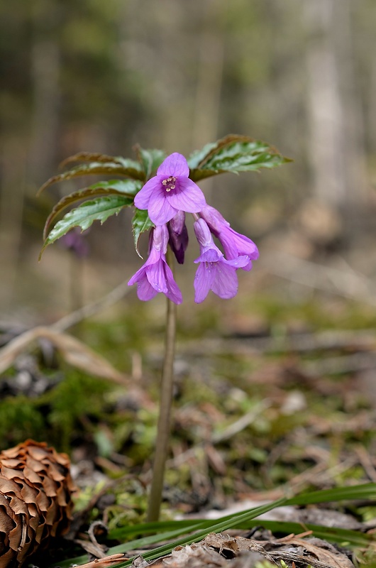 zubačka žliazkatá Dentaria glandulosa Waldst. et Kit. ex Willd.