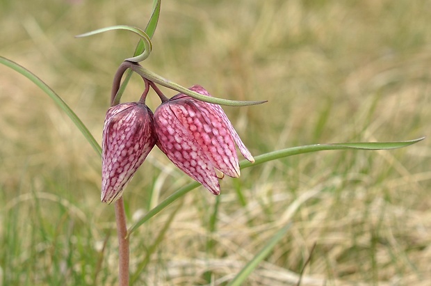 korunkovka strakatá Fritillaria meleagris L.