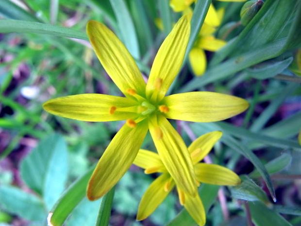 krivec žltý Gagea lutea (L.) Ker Gawl.