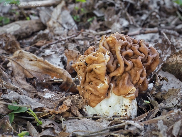 ušiak obrovský Gyromitra gigas (Krombh.) Cooke