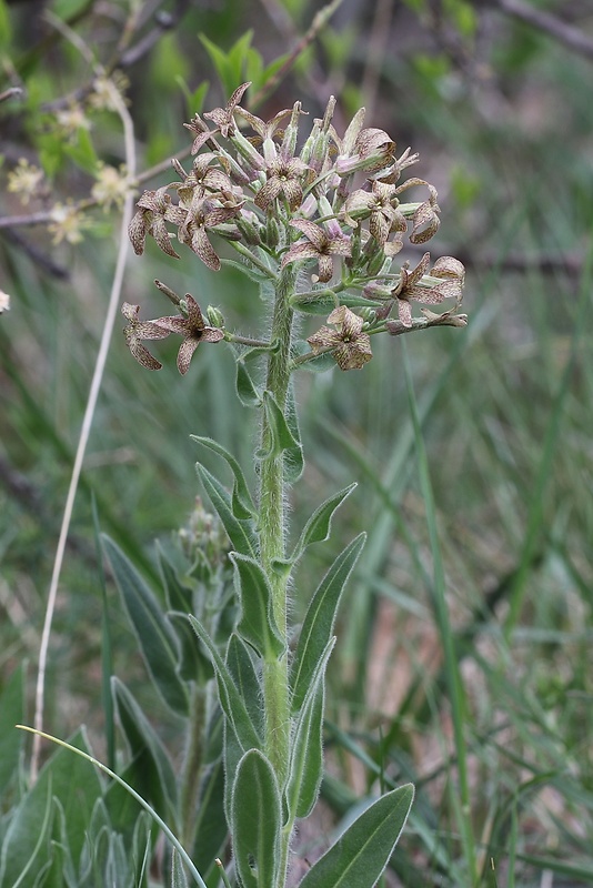 večernica smutná Hesperis tristis L.