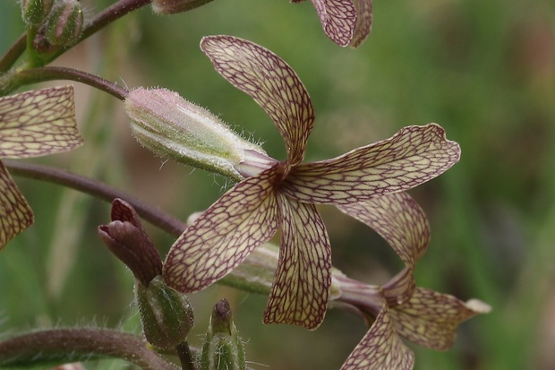 večernica smutná Hesperis tristis L.