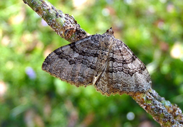 piadivka jelenia Hydria cervinalis