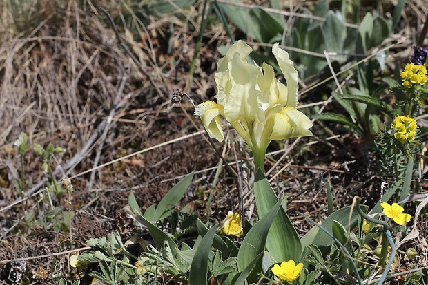 kosatec nízky Iris pumila L.