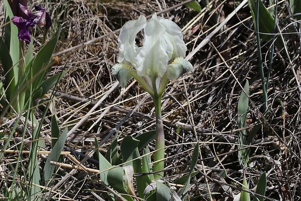 kosatec nízky Iris pumila L.