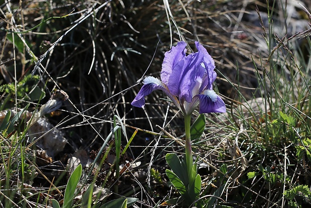 kosatec nízky Iris pumila L.