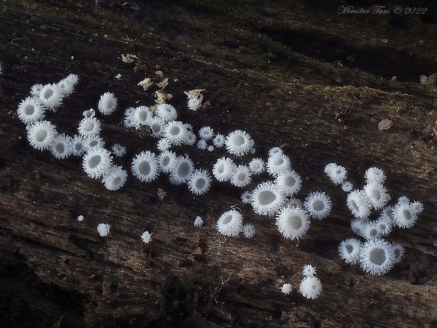 lachnetka Lachnum sp.