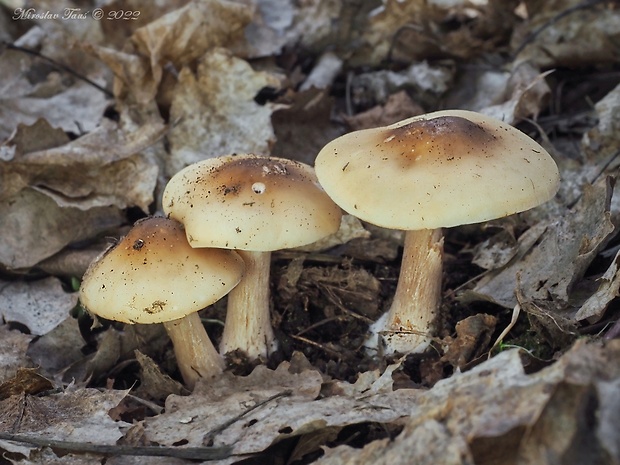 tmavuľka žltohnedá Melanoleuca cognata (Fr.) Konrad & Maubl.