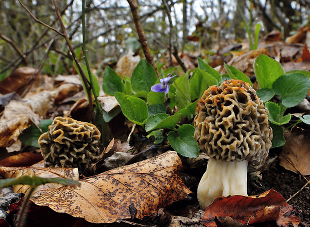 smrčok jedlý Morchella esculenta (L.) Pers.