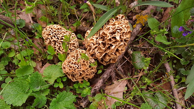 smrčok jedlý Morchella esculenta (L.) Pers.