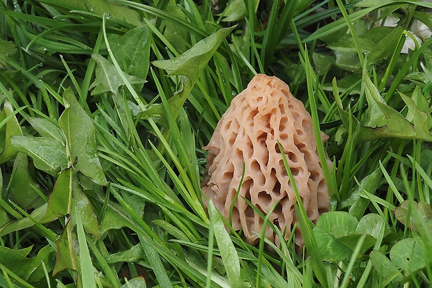 smrčok Morchella sp.