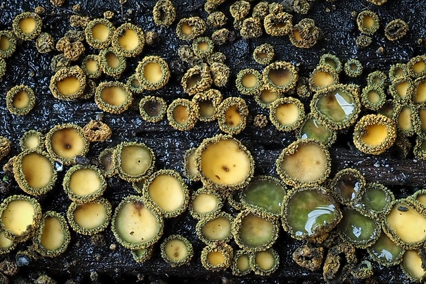 lachnetka vosková Neodasyscypha cerina (Pers.) Spooner