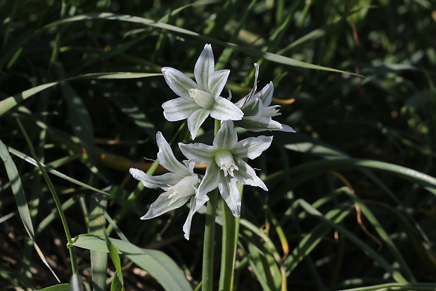 bledavka boucheova Ornithogalum boucheanum (Kunth) Asch.