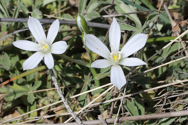 bledavka okolíkatá Ornithogalum umbellatum L