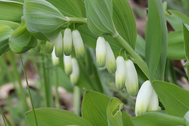 kokorík voňavý Polygonatum odoratum (Mill.) Druce