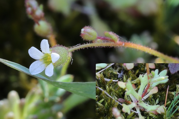 lomikameň trojprstý Saxifraga tridactylites L.