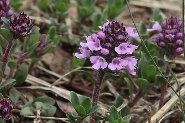 dúška Thymus sp.