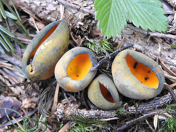 pohárovka ohnivá Caloscypha fulgens (Pers.) Boud.