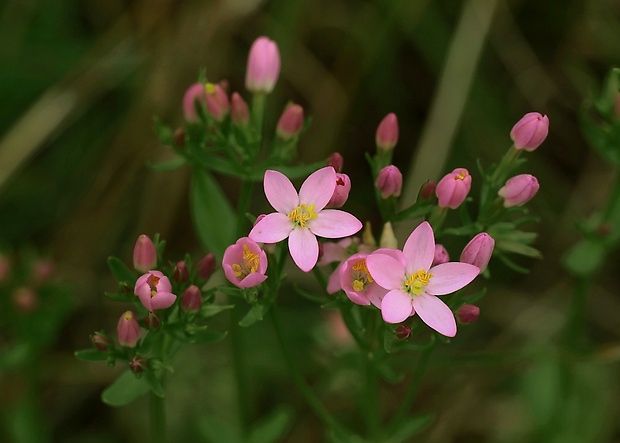 zemežlč menšia Centaurium erythraea Rafn