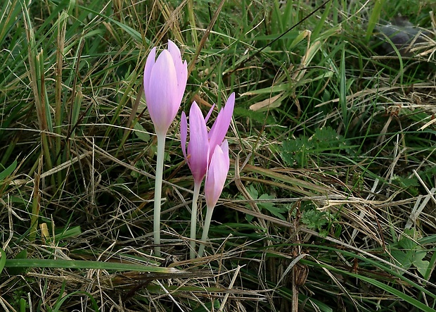 jesienka obyčajná Colchicum autumnale