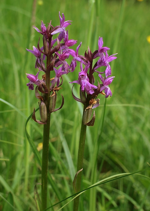 vstavačovec májový pravý Dactylorhiza majalis subsp. majalis (Reincherb.) Hunt & Summerh.