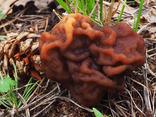 ušiak obyčajný Gyromitra esculenta (Pers.) Fr.