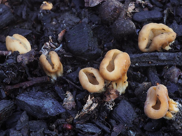 chriapač kalíškovitý Helvella acetabulum (L.) Quél.