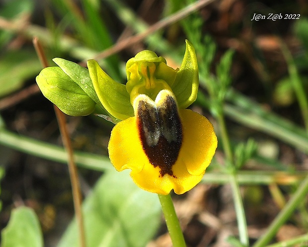 hmyzovník Ophrys lutea subsp. galilaea