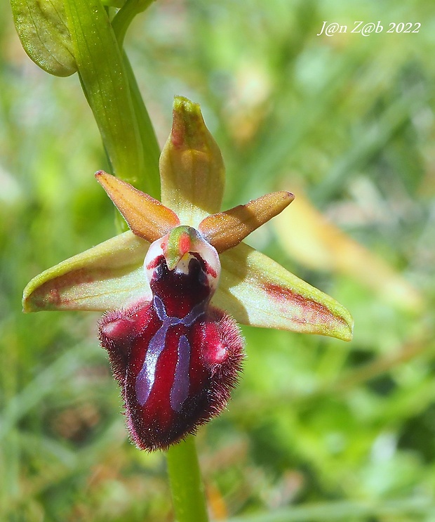 hmyzovník Ophrys sphegodes subsp. atrata (Rchb. f.) E. Mayer