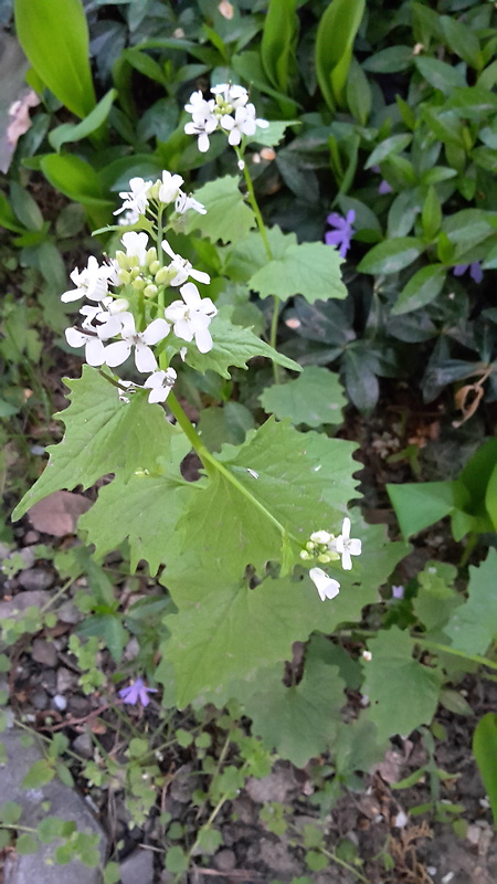 neidentifikovaná rastlina