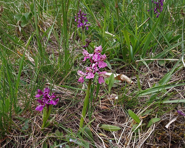 červenohlav obyčajný Anacamptis morio (L.) R. M. Bateman, A. M. Pringeon & M. W. Chase