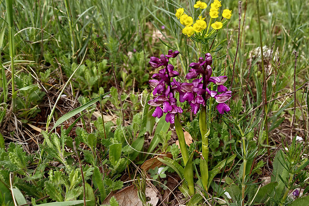 červenohlav obyčajný Anacamptis morio (L.) R. M. Bateman, A. M. Pringeon & M. W. Chase