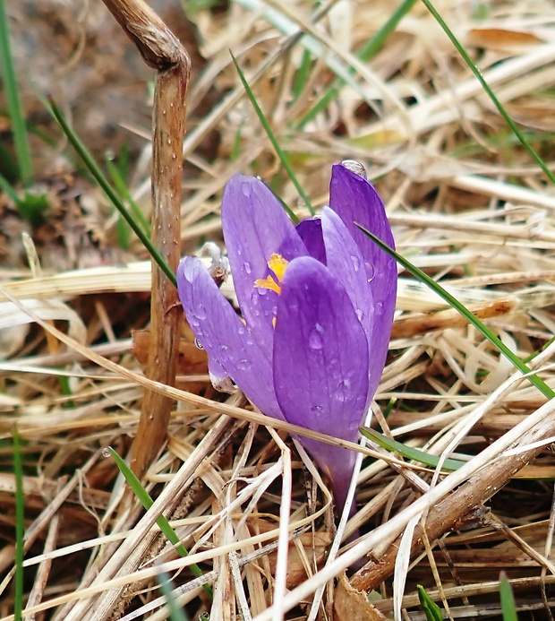 šafran spišský Crocus discolor G. Reuss