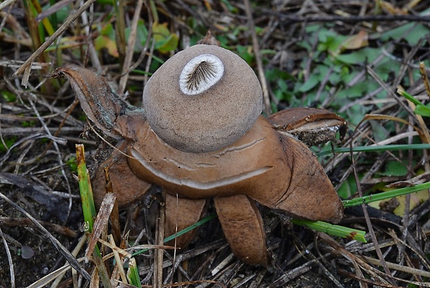 hviezdovka Berkeleyova Geastrum berkeleyi Massee