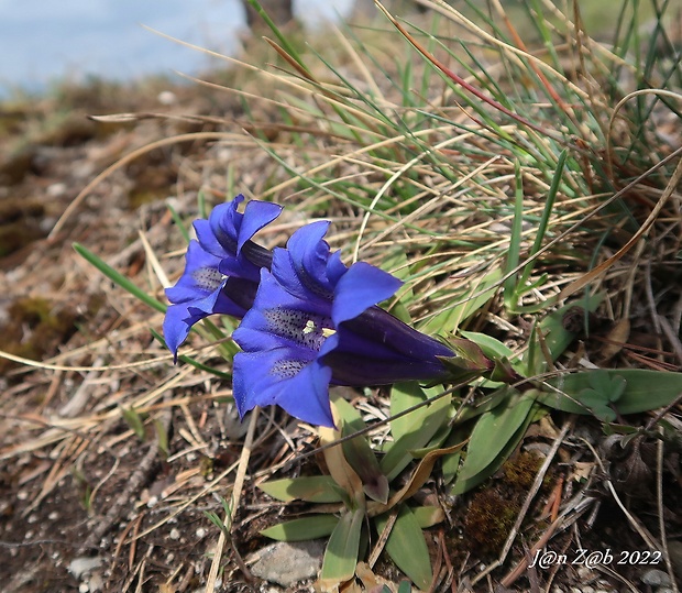 horec clusiov Gentiana clusii Perr. et Songeon