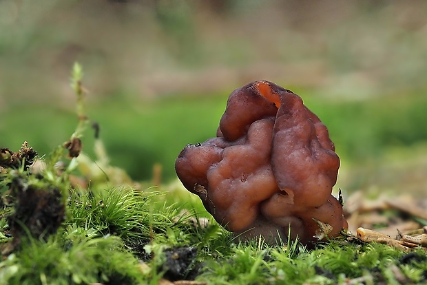 ušiak obyčajný Gyromitra esculenta (Pers.) Fr.