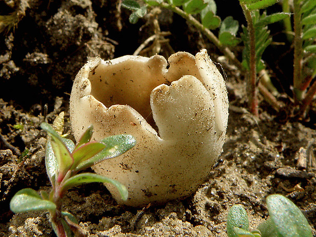 chriapač sosnový Helvella leucomelaena (Pers.) Nannf.