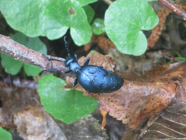 májka fialová Meloe violaceus