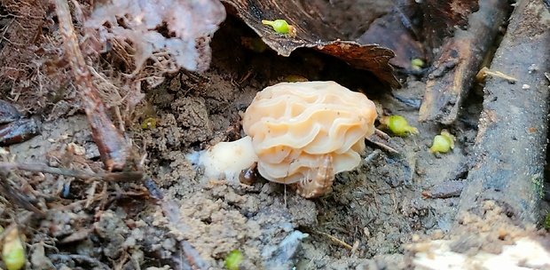 smrčok hybridný Morchella semilibera DC.