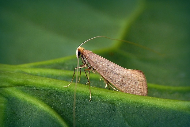 adéla Swammerdanova (sk) / adéla dubová (cz) Nematopogon swammerdamella (Linnaeus, 1758)