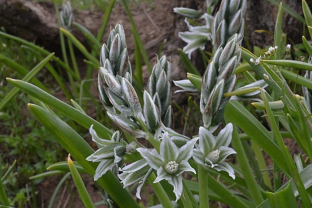 bledavka boucheova Ornithogalum boucheanum (Kunth) Asch.