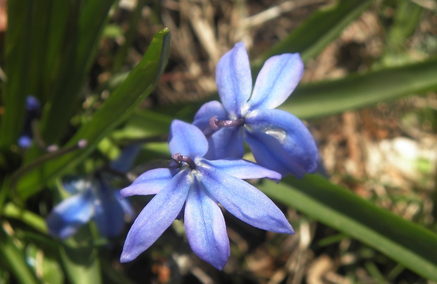 scilovka sibírska Othocallis siberica (Haw.) Speta