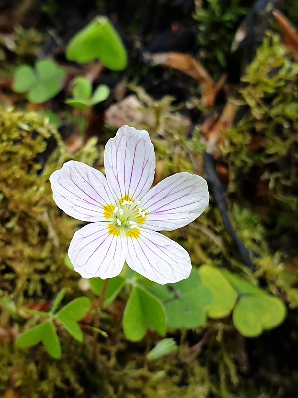 kyslička obyčajná Oxalis acetosella L.