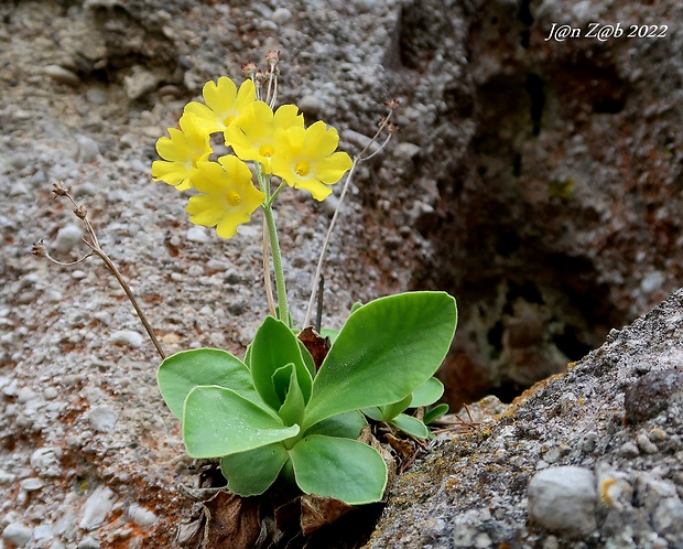 prvosienka holá Primula auricula L.