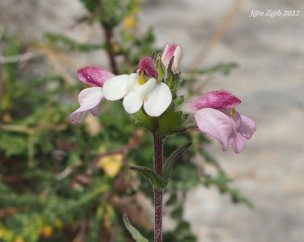 bartsia Bartsia trixago L.