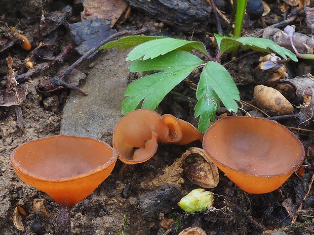 hľuznatka veternicová Dumontinia tuberosa (Bull.) L.M. Kohn