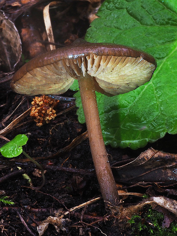 hodvábnica väčšia Entoloma hirtipes (Schumach.) M.M. Moser