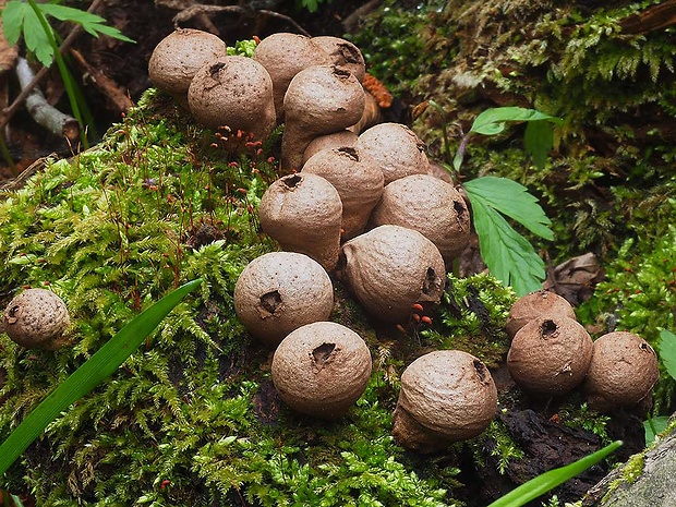 prášnica hruškovitá Lycoperdon pyriforme Schaeff.